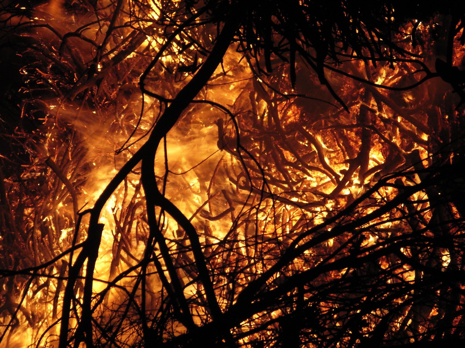 Реферат: Лесные пожары 4