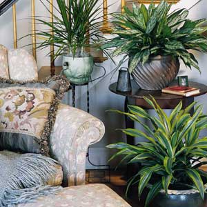 Влияние комнатных растений