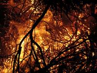 Лесные пожары и их влияние на экологию